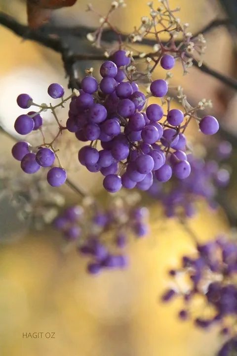 ירוק וכחול יער — תמונה 10