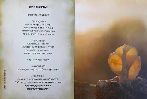 לחישות הצדפים קלף 1 - פעמים נולד האדם פעמים נולד האדם והפעם הראשונה כאשר אמו מביאה אותו …