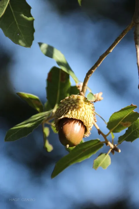 ירוק וכחול יער — תמונה 8