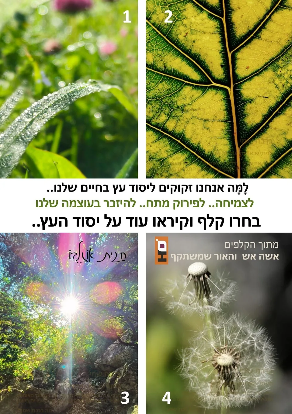 איך עובדים עם קלפים טיפוליים? — תמונה 2
