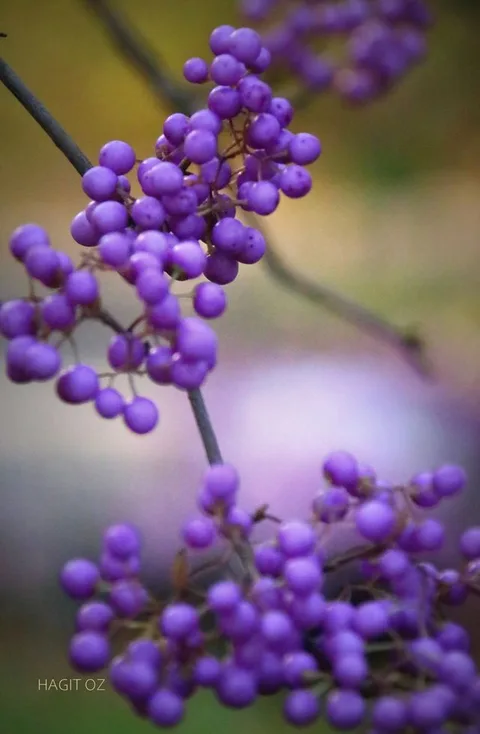 ירוק וכחול יער — תמונה 11