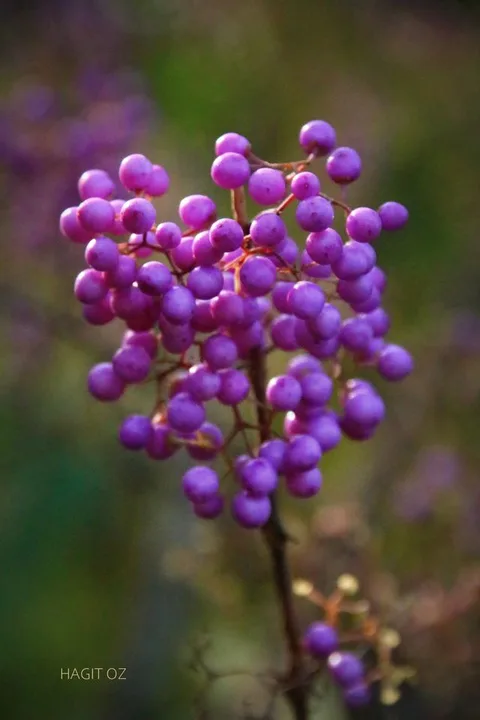 ירוק וכחול יער — תמונה 12