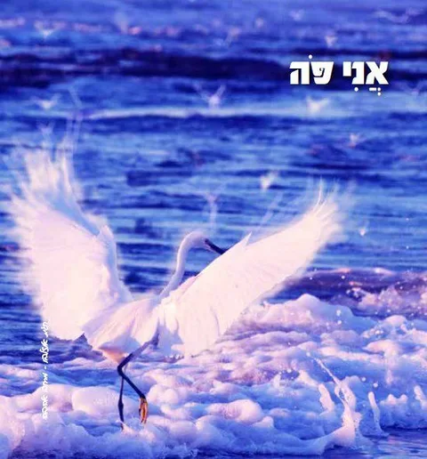 מים גבוהים — תמונה 6