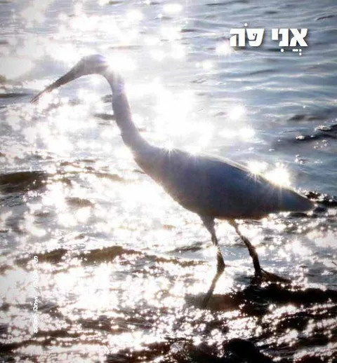 ***************** קלף אנפה (מתוך 18)