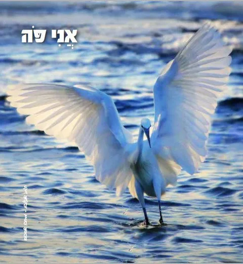 א נ פ ו ת — תמונה 3