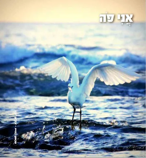 ולהתייעץ איתי לגבי התמונה שריגשה אתכם — תמונה 1
