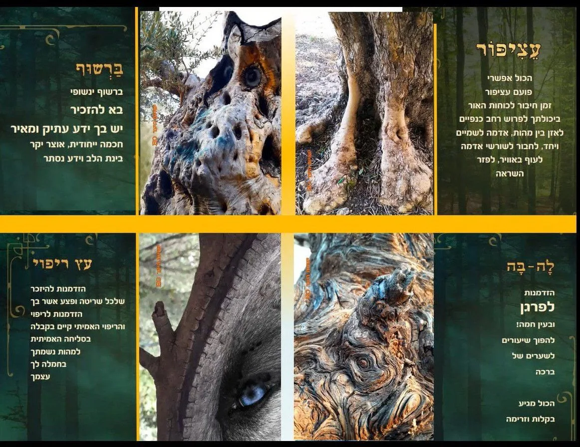 עוד תמונות — תמונה 1