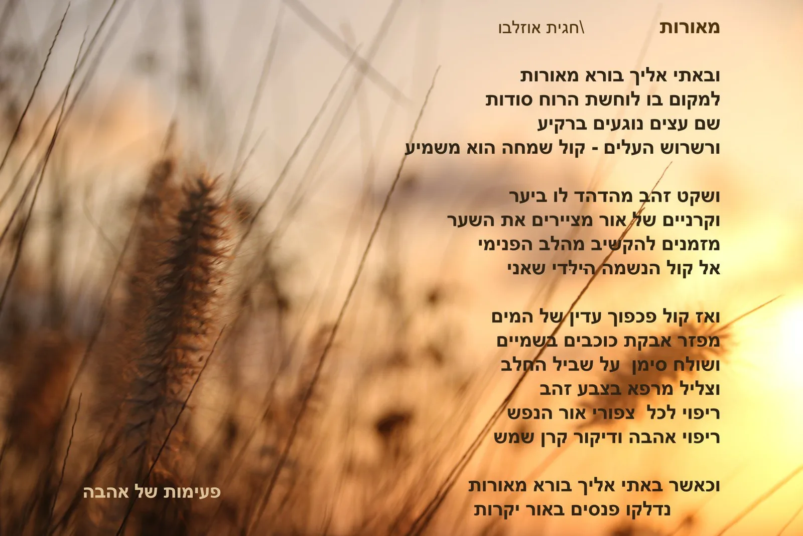עוד תמונות — תמונה 2