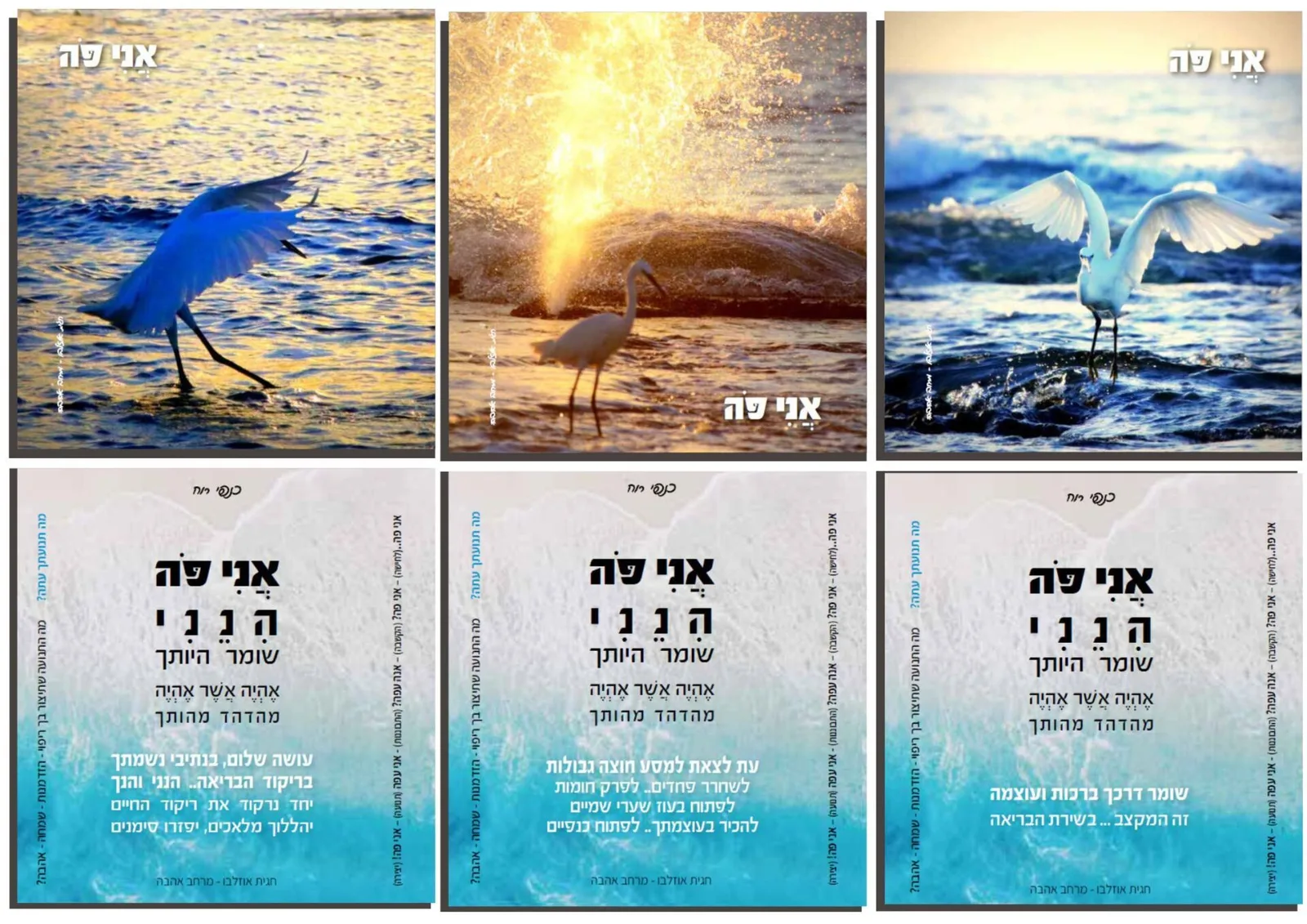 עוד תמונות — תמונה 5
