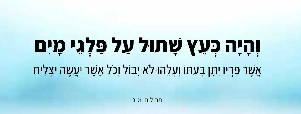 דוגמת קלף