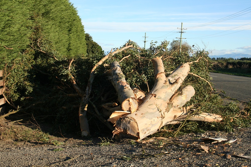 TreeHugga tree work