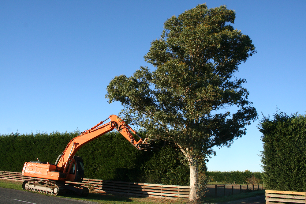 TreeHugga tree work