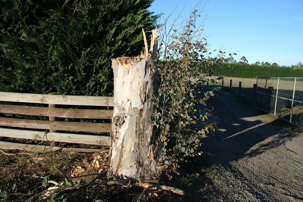 TreeHugga tree work