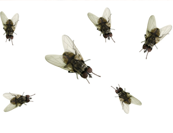 We'll keep your house pest free