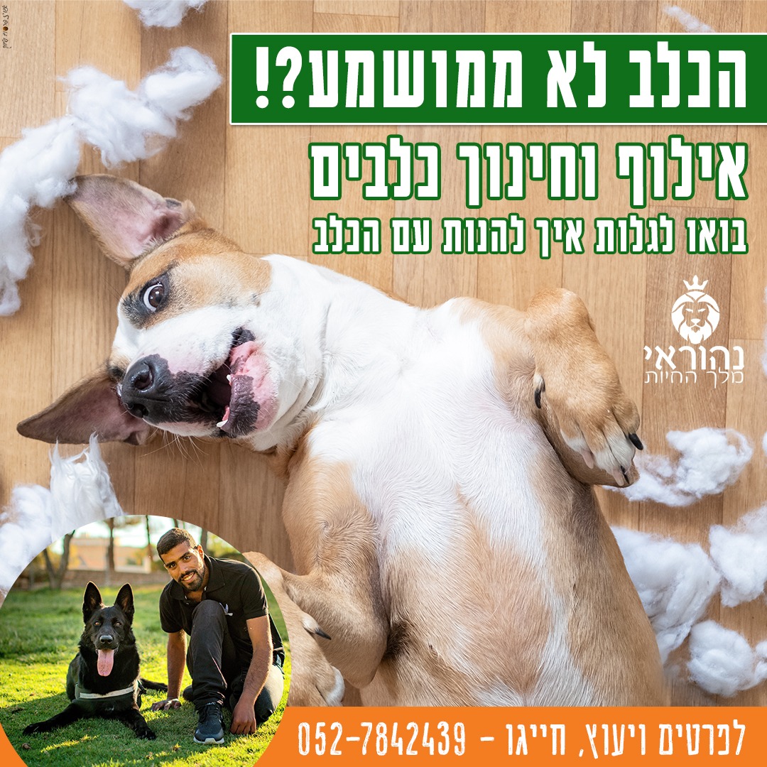 אילוף כלבים 6