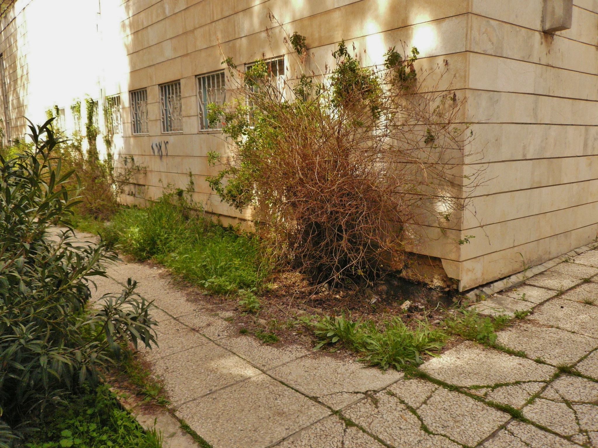 P1000518.JPG