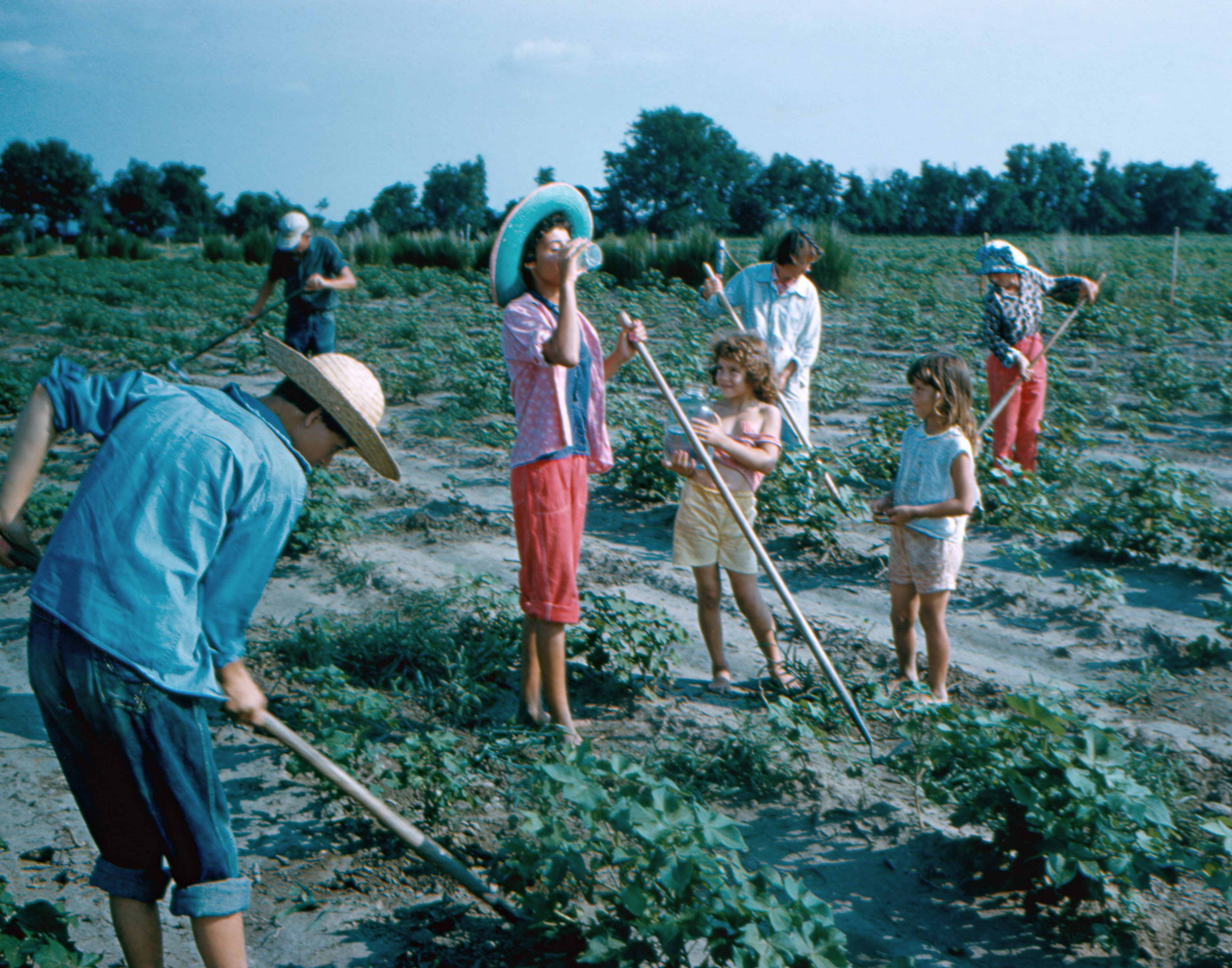 Hoein' Cotton, 1958, North Carolina