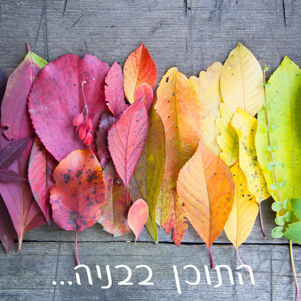 נועה מלמד