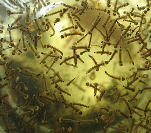 Mosquito Larva in water