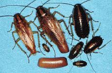 German Cockroach