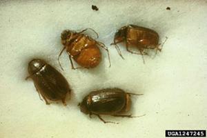June Beetle Adult
