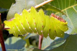 Polyphemus Caterpillar