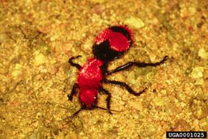 Velvet Ant