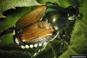 Japanese Beetle
