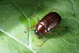 May beetle