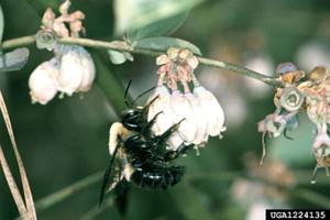 Carpenter bee