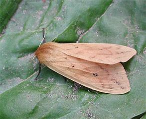 Wooly Bear Moth
