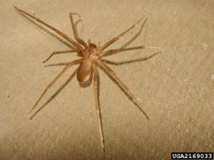 Brown Recluse Spider