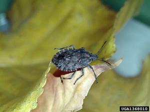 Stink Bug