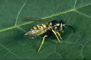 Eastern Yellow Jacket
