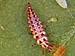 Green Lacewing Larva
