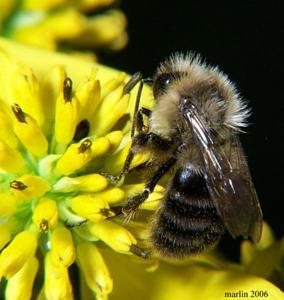 Bumblebee
