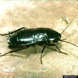 Oriental Cockroach