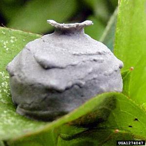 Potter Wasp Nest