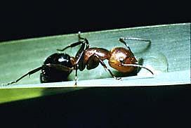 Allegheny mound ant