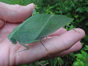 Katydid