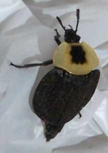 Carrion beetle