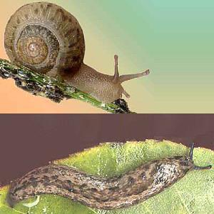 Snail (top) Slug (bottom)
