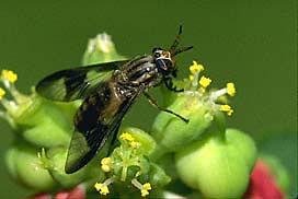Deer Fly