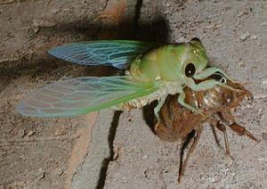 Cicada emerging from its exoskeleton