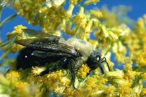 American bumblebee