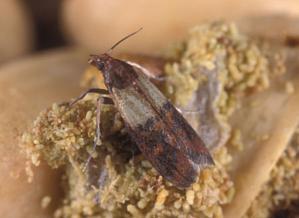 Indian Meal Moth