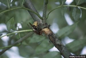 European hornet