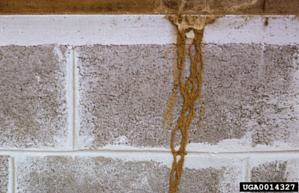 Termite Tunnel or Tube