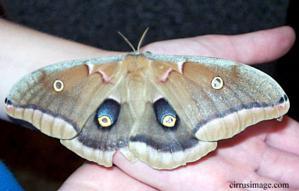 Polyphemus Moth
