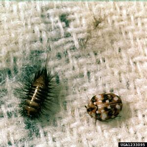 Carpet Beetle and Larva